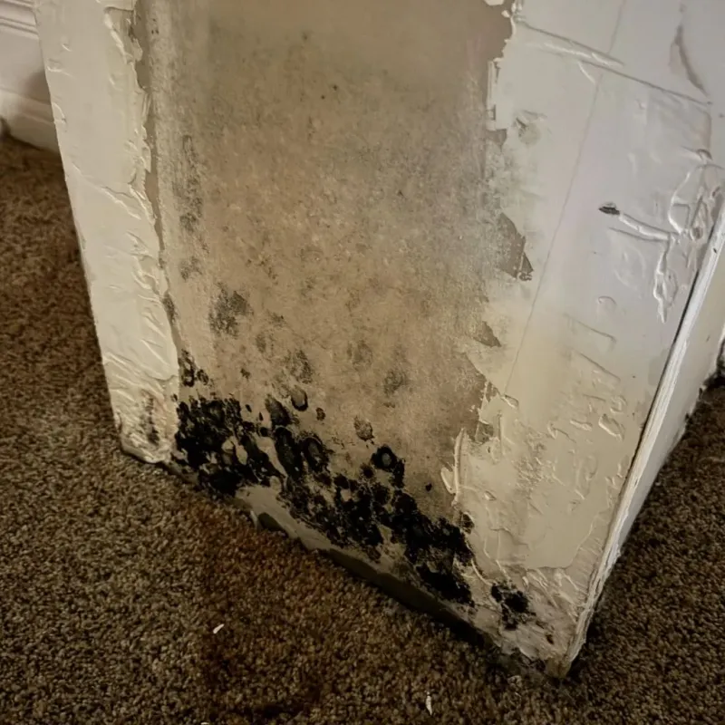 Professional Mold Removal in Farmington, IL